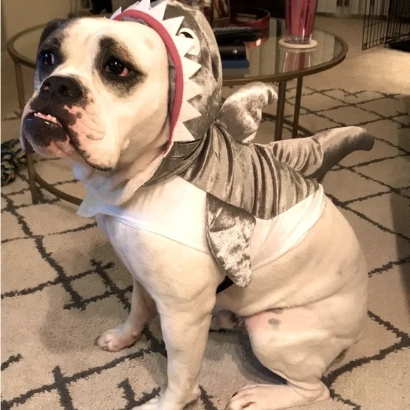 Bulldog Shark Dog Costume Xl Dog Meijer Shark Dog Costume Large